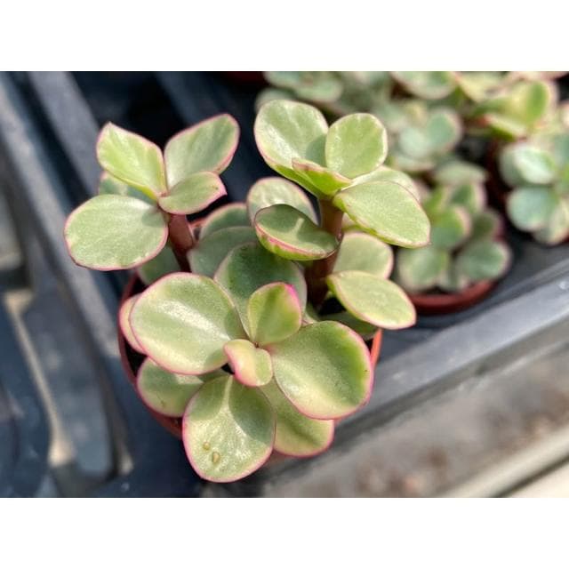 一吋盆 雅樂之舞 多肉植物 現貨