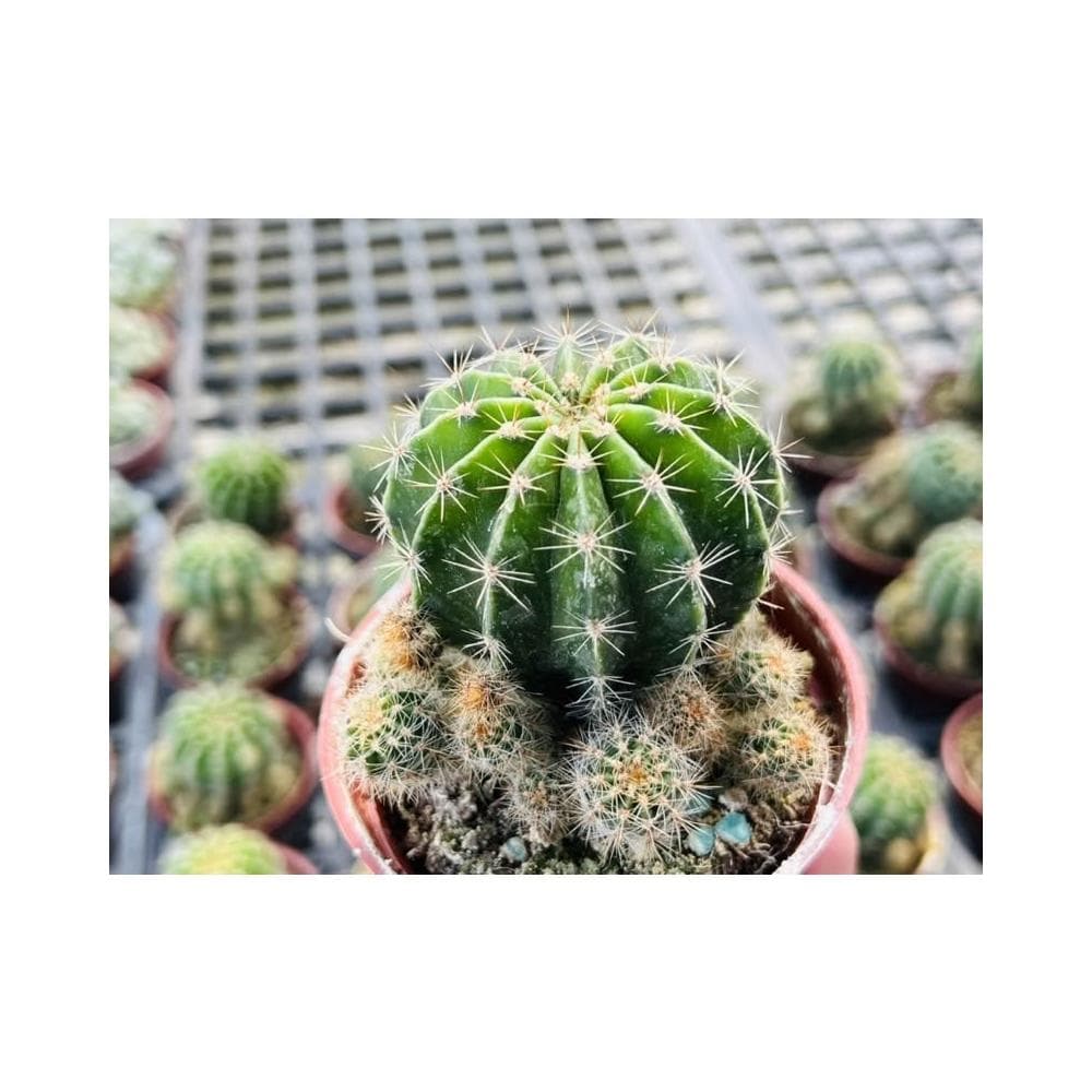 三吋盆 八卦紅 仙人掌 多肉植物 現貨