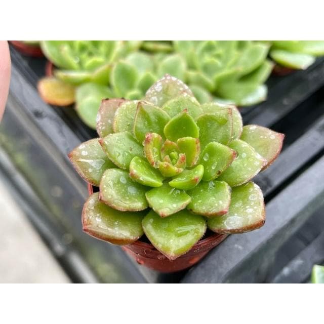 一寸盆 綠焰 多肉植物 現貨