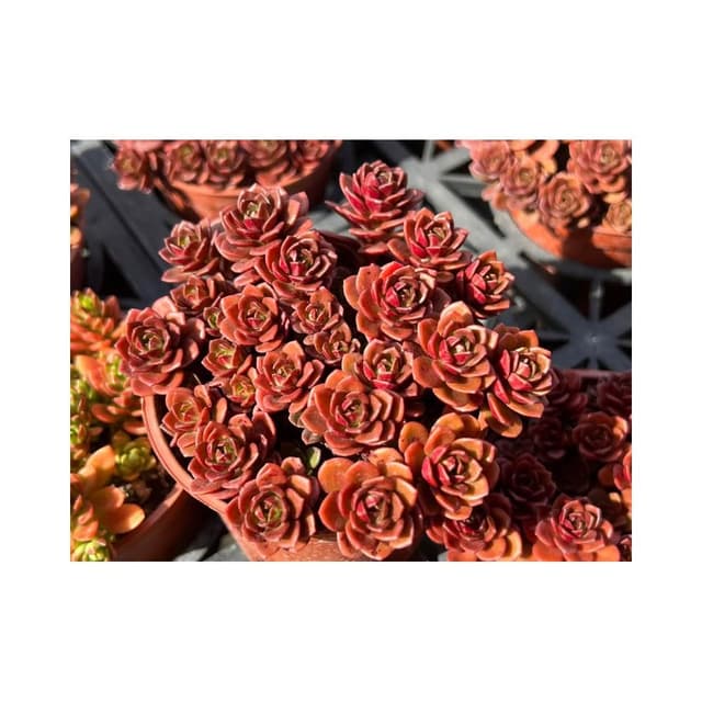 三吋盆 火焰景天 多肉植物 現貨