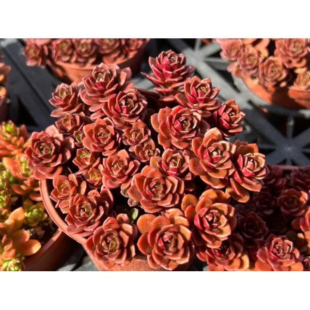 三吋盆 火焰景天 多肉植物 現貨