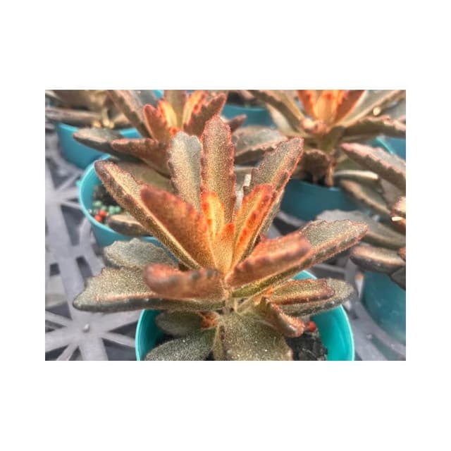 三寸盆 肉桂兔 多肉植物 現貨
