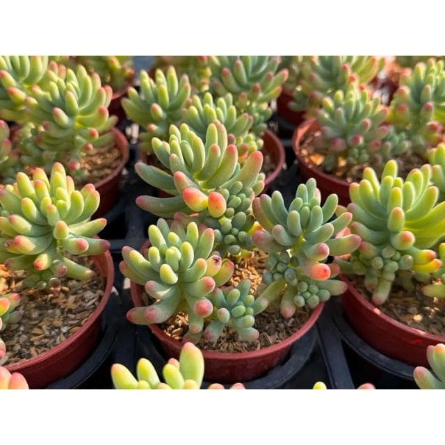 三吋盆 戀心 多肉植物 現貨