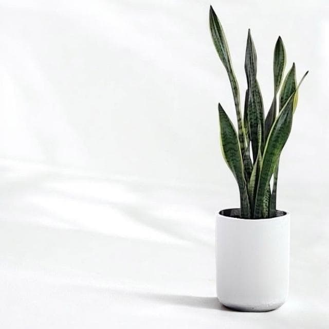 玠森工坊 虎尾蘭(陽台綠化 植物盆景 開店送禮)