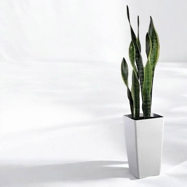 玠森工坊 虎尾蘭(陽台綠化 植物盆景 開店送禮)