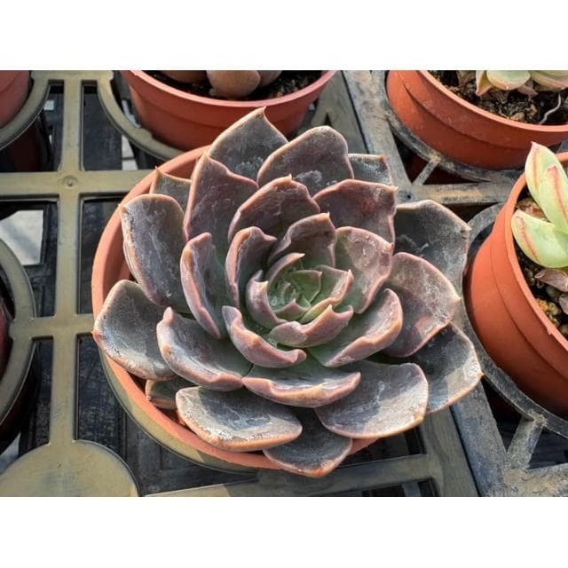 三寸盆 紫皇后 多肉植物 現貨