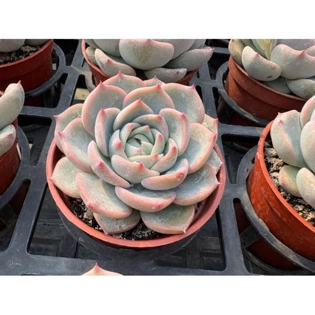 三寸盆 頌歌 多肉植物 現貨
