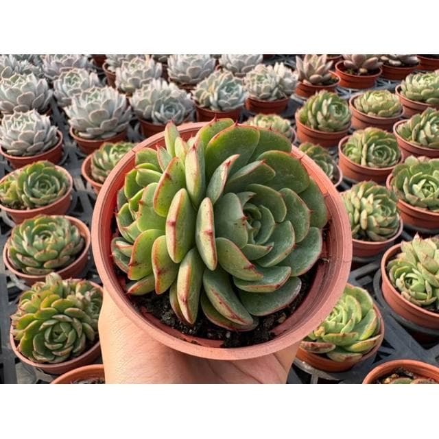 三寸盆 魔火 多肉植物 現貨