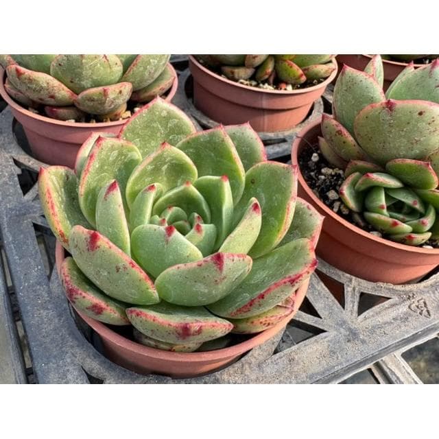 三寸盆 莉莎 多肉植物 現貨