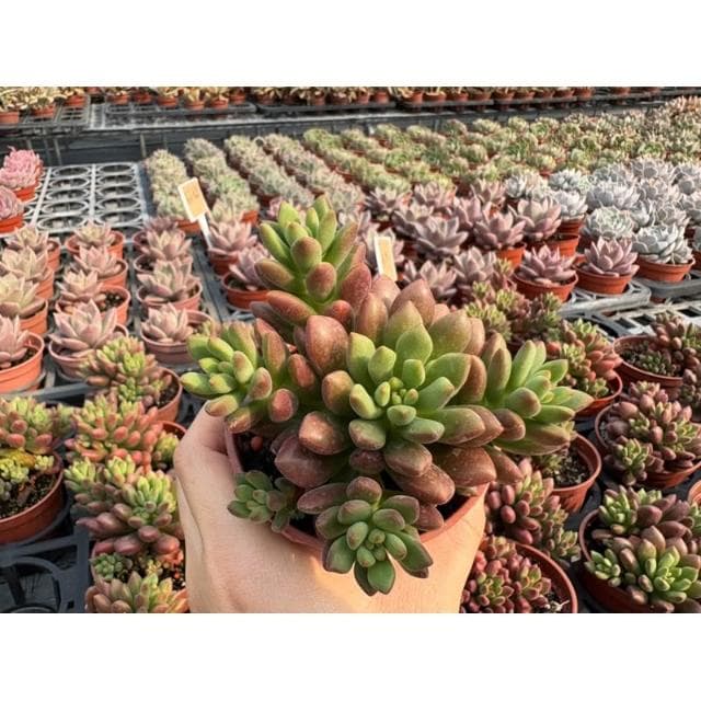 三吋盆 橘夢 多肉植物 現貨