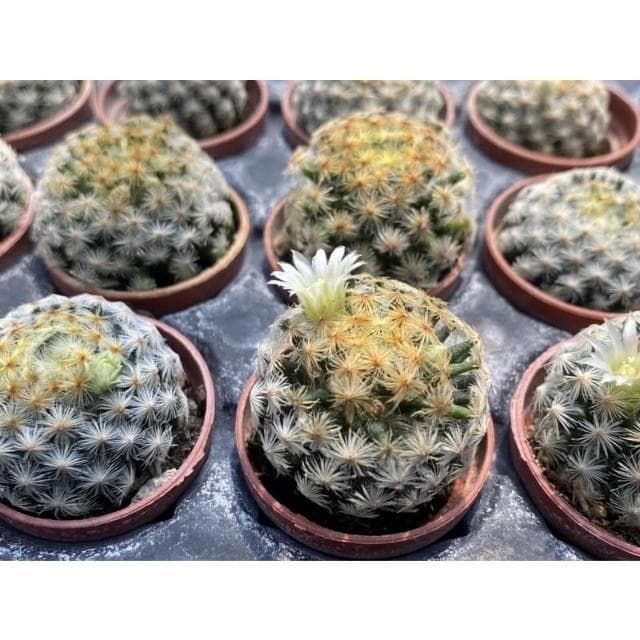 一吋盆 明星 多肉植物 現貨
