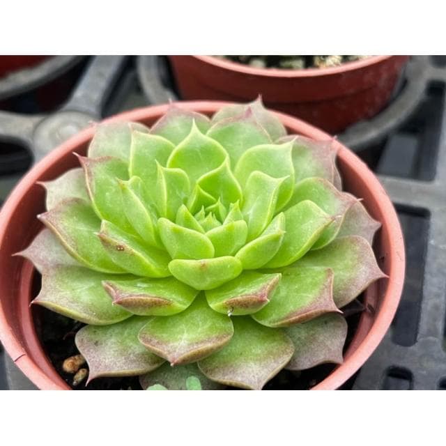 三吋盆 鳳梨球 多肉植物 現貨