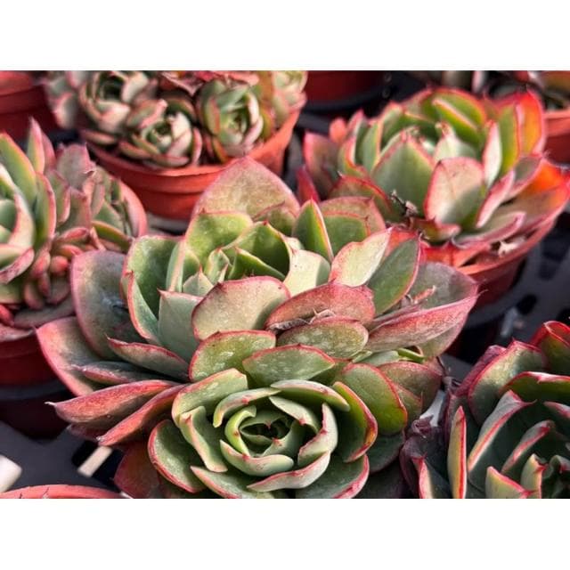 三寸盆 楊金 多肉植物 現貨