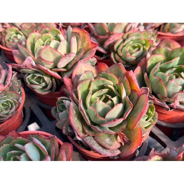 三寸盆 楊金 多肉植物 現貨