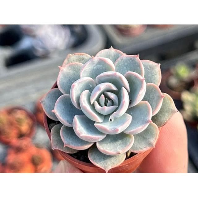 一吋盆 老樂 多肉植物 現貨