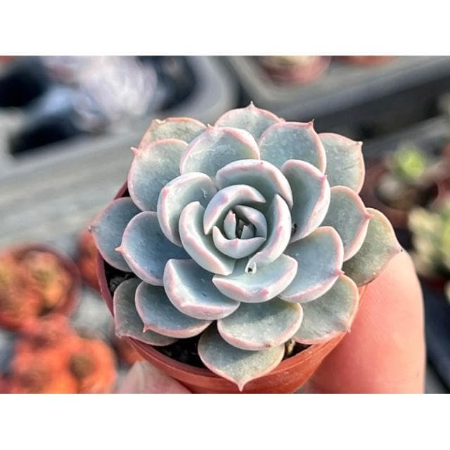 一吋盆 老樂 多肉植物 現貨