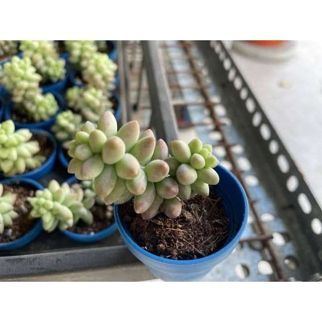 一寸盆 小玉串 多肉植物 現貨