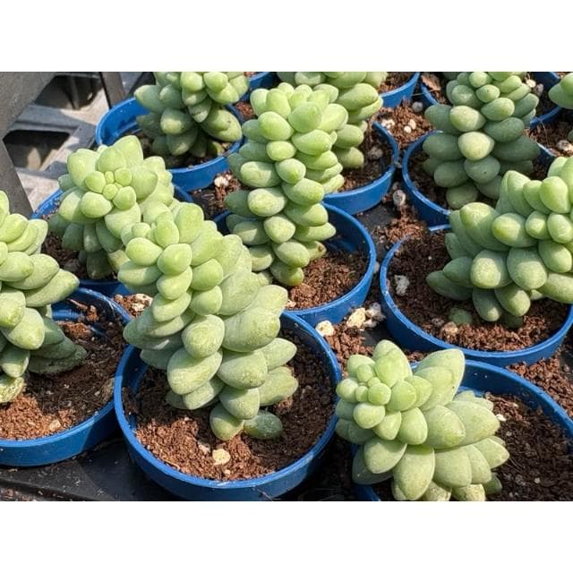 一寸盆 小玉串 多肉植物 現貨