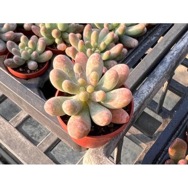 一寸盆 乙女星 多肉植物 現貨