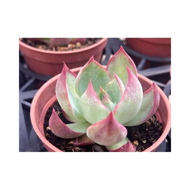 三吋盆 驚鴻之子 多肉植物 現貨