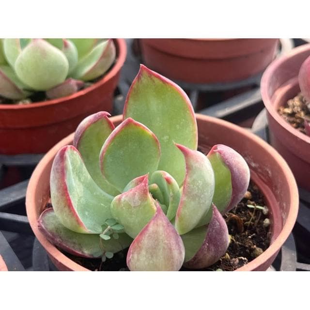 三吋盆 驚鴻之子 多肉植物 現貨