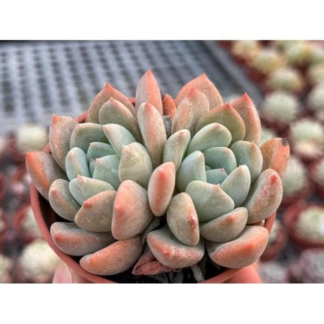 三吋盆 安東尼 多肉植物 現貨