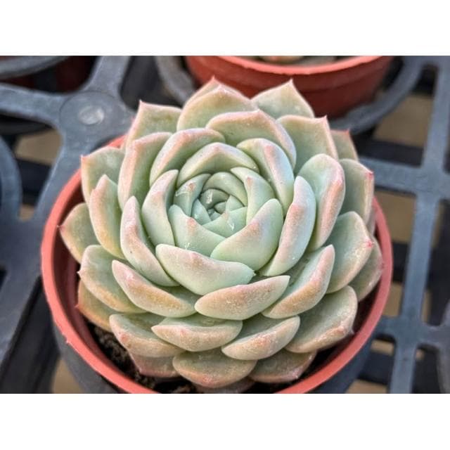 三吋盆 愛情海 多肉植物 現貨