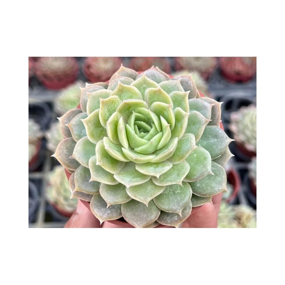 三寸盆 昂斯洛 多肉植物 現貨