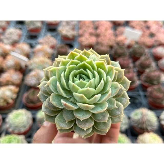 三寸盆 昂斯洛 多肉植物 現貨