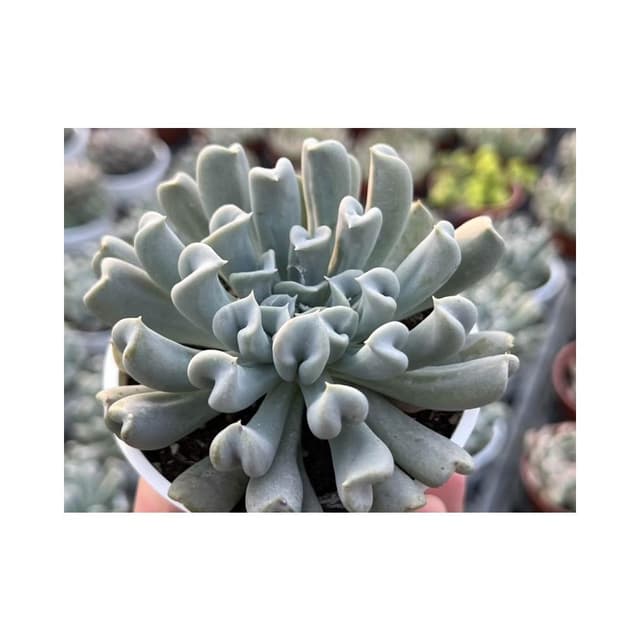 三寸盆 特葉玉蝶 多肉植物 現貨