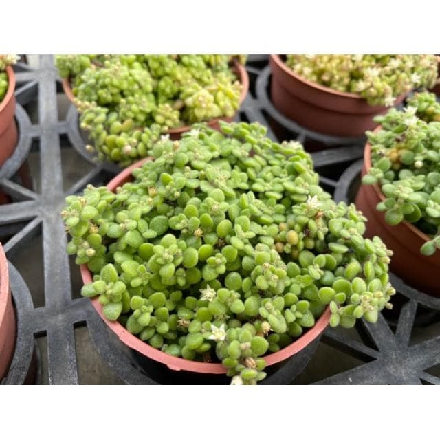 三寸盆 波尼亞草 多肉植物 現貨