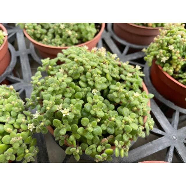 三寸盆 波尼亞草 多肉植物 現貨