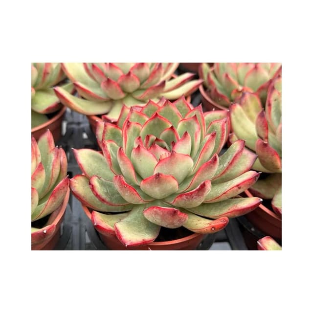 三寸盆 寶麗安娜 多肉植物 現貨