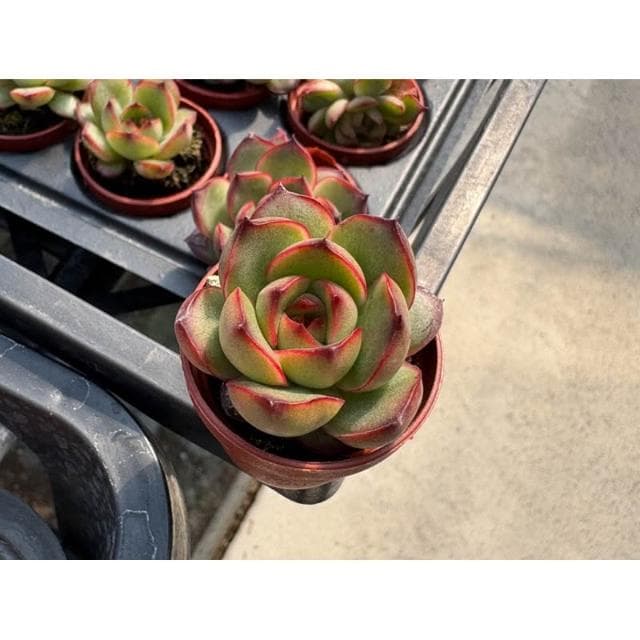 三寸盆 寶麗安娜 多肉植物 現貨