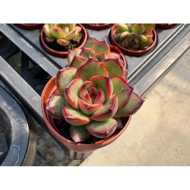 三寸盆 寶麗安娜 多肉植物 現貨
