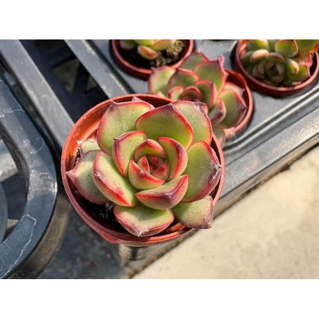 三寸盆 寶麗安娜 多肉植物 現貨