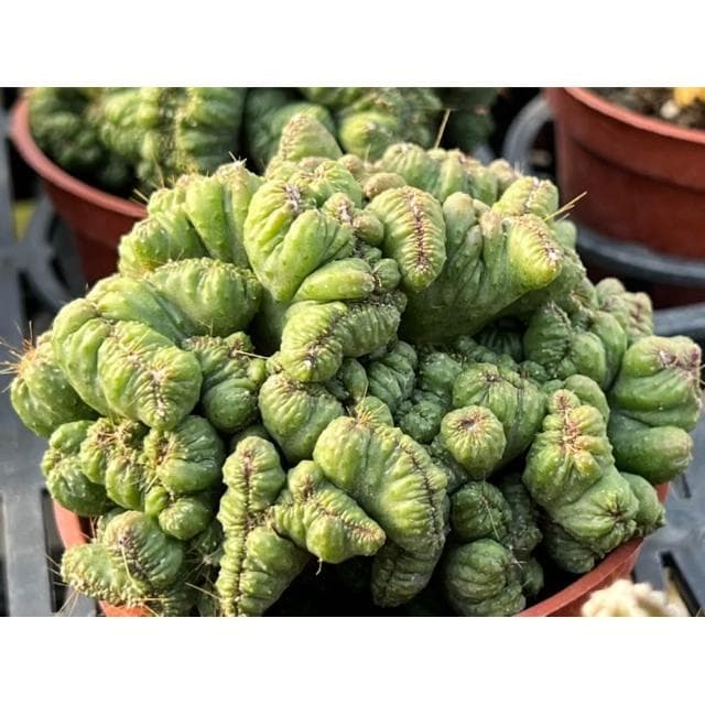 三寸盆 獅子岩錦 多肉植物 現貨