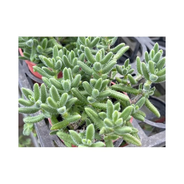 三寸盆 雷同 多肉植物 現貨