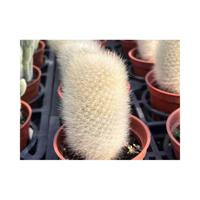 三寸盆 白象丸 仙人掌植物 現貨