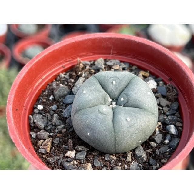 三寸盆 烏羽玉 仙人掌植物 現貨