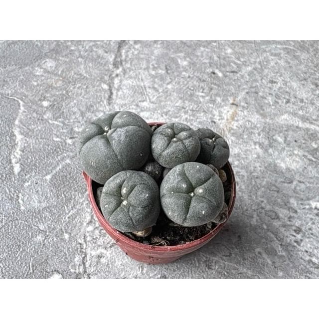 三寸盆 烏羽玉 仙人掌植物 現貨
