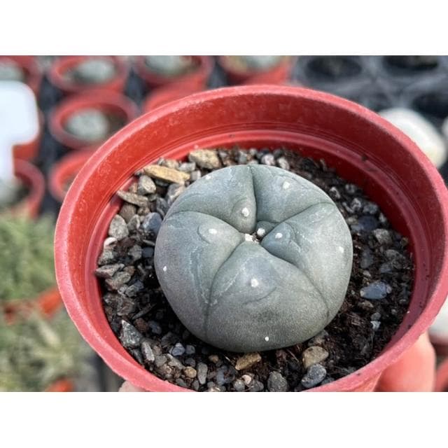 三寸盆 烏羽玉 仙人掌植物 現貨