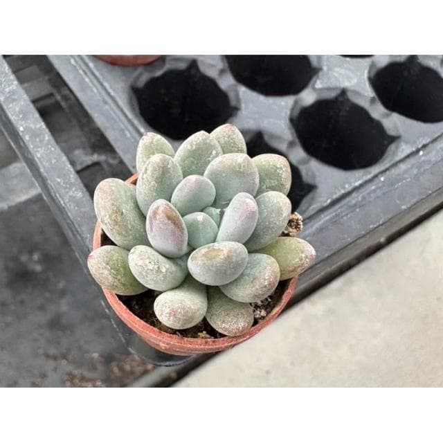 一寸盆 立田 多肉植物 現貨