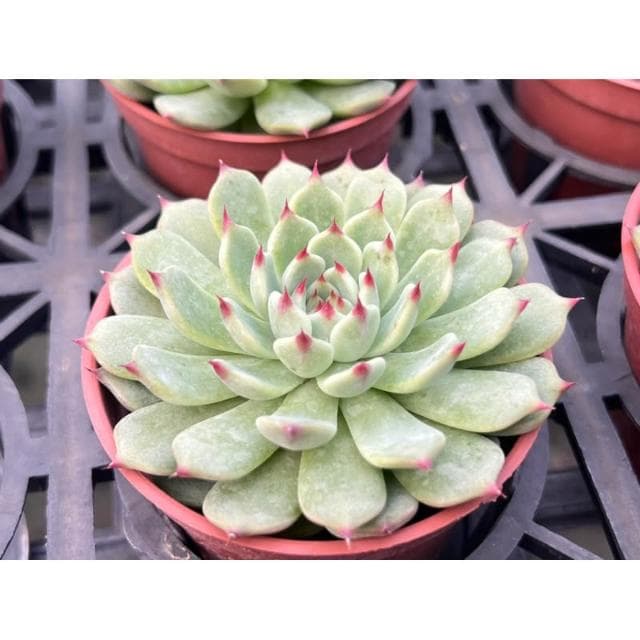 三寸盆 野玫瑰之精交種 多肉植物 現貨