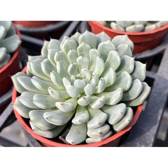 三寸盆 野玫瑰之精交種 多肉植物 現貨
