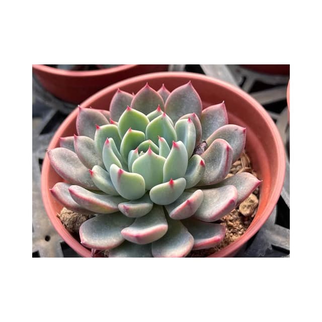 三寸盆 娜娜小勾（單頭) 多肉植物 現貨