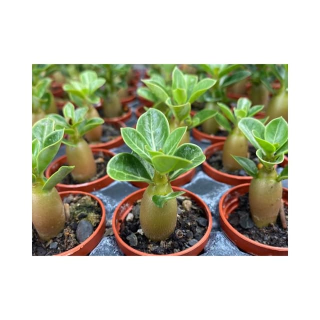 一吋盆 沙漠玫瑰 多肉植物 現貨
