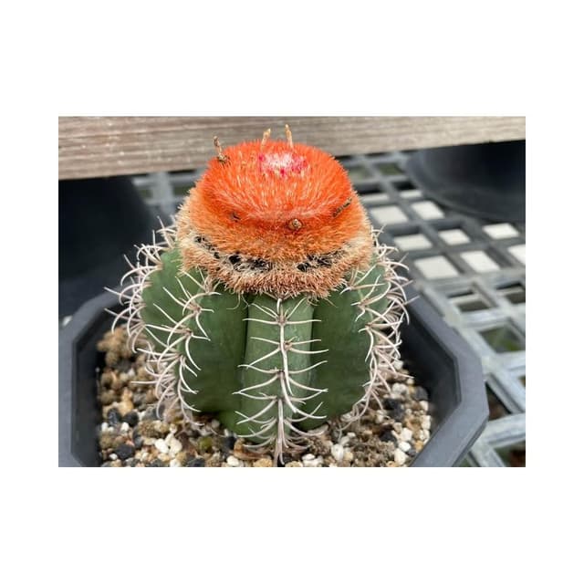 三寸盆 魔雲 仙人掌 多肉植物 現貨