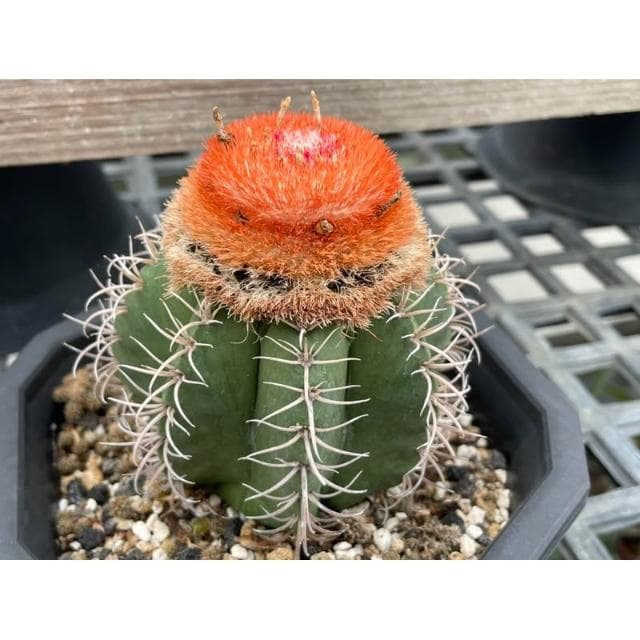 三寸盆 魔雲 仙人掌 多肉植物 現貨