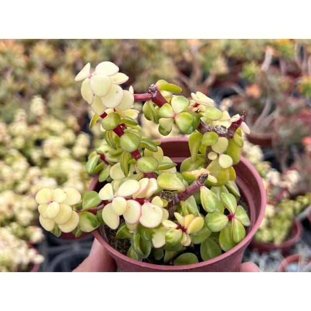 三寸盆 金枝玉葉 多肉植物 現貨